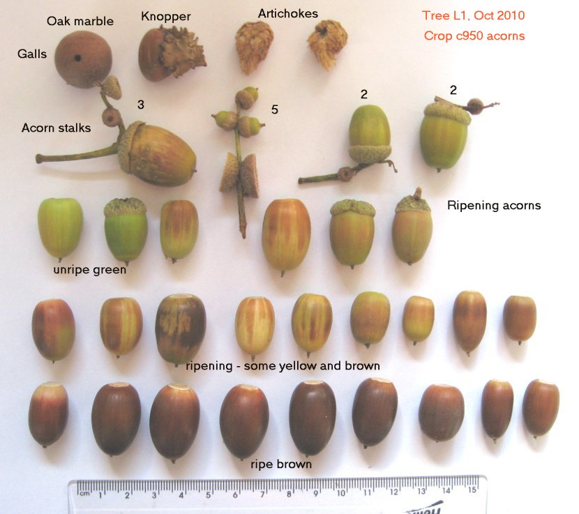 real green acorns