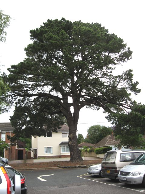 2. Monterey Pine