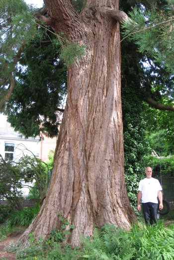 4. Giant Sequoia