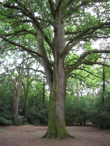 5. English Oak