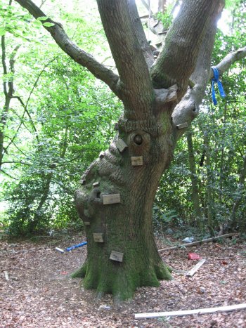 6. English Oak