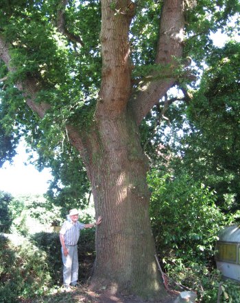 1. English Oak