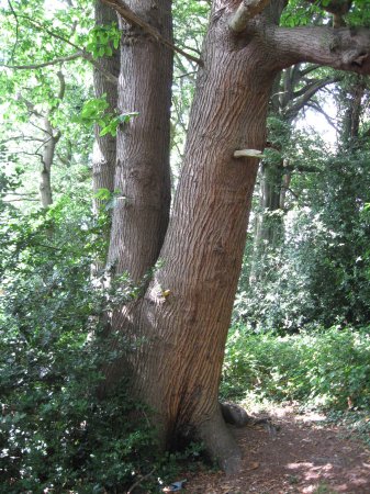 7. Sweet Chestnut