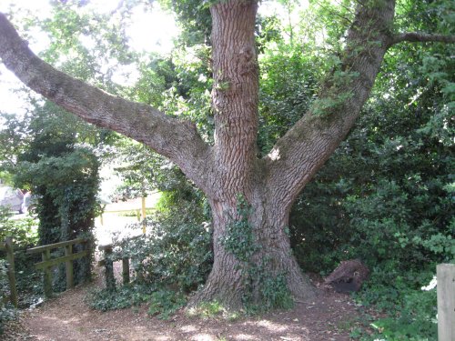 8. English Oak