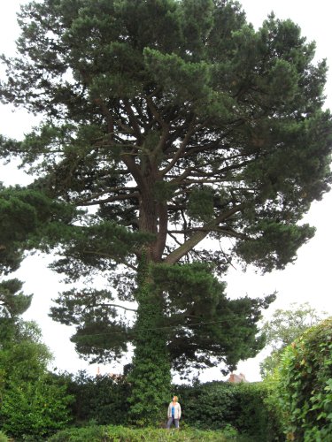 10. Monterey Pine