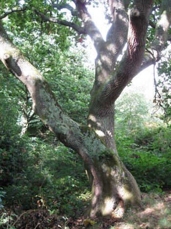 11. English Oak