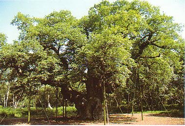 The Major Oak - 2001