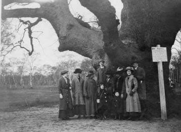 The Major Oak - 1913