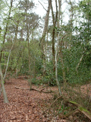 The lower wood