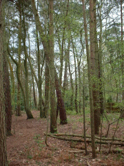 Maritime pines in the upper wood