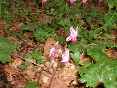 Cyclamen in the panhandle area