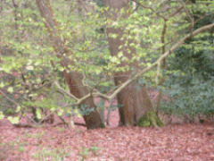 New beech leaves in Spring