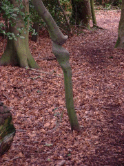 The corkscew tree (once smothered by laurel)